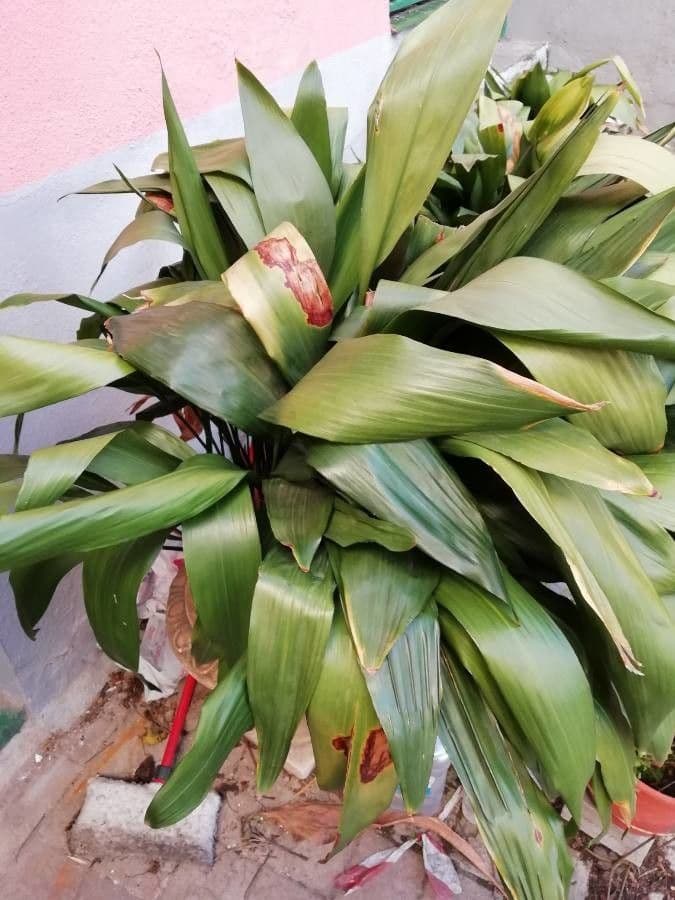 Schusterpalme 8