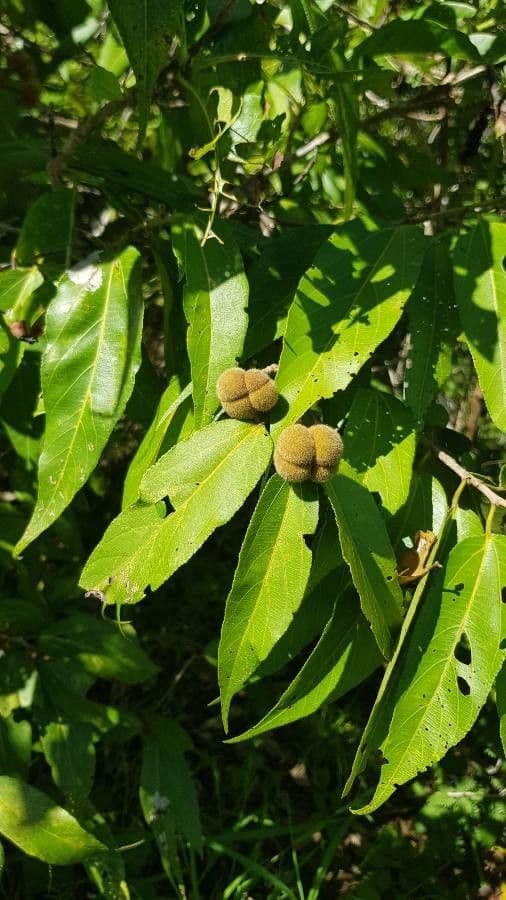 Grewia 2