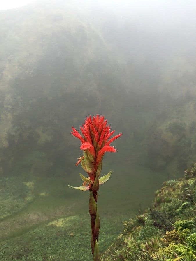 Pitcairnia 3
