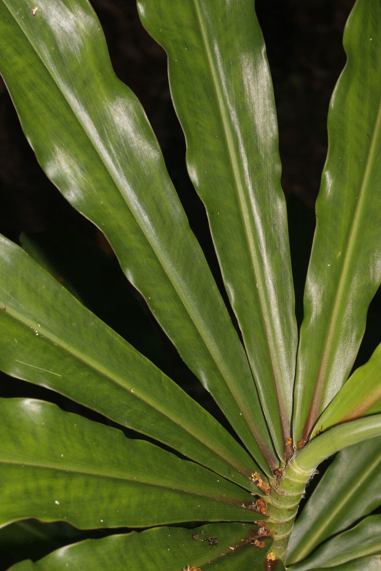 Dimerocostus 4