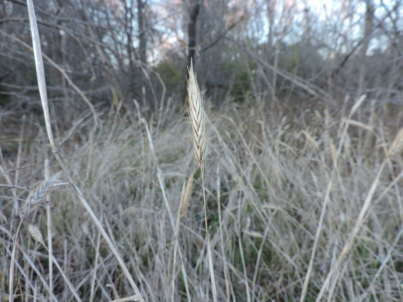 Elymus virginicus 12