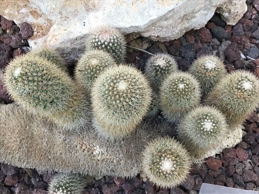 Mammillaria