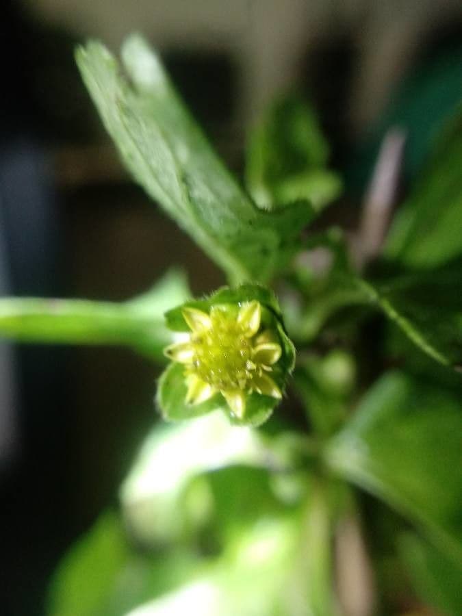 Melampodium 4