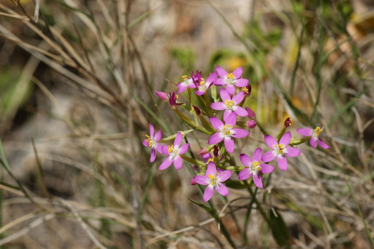 Centaurella tenuiflora 4