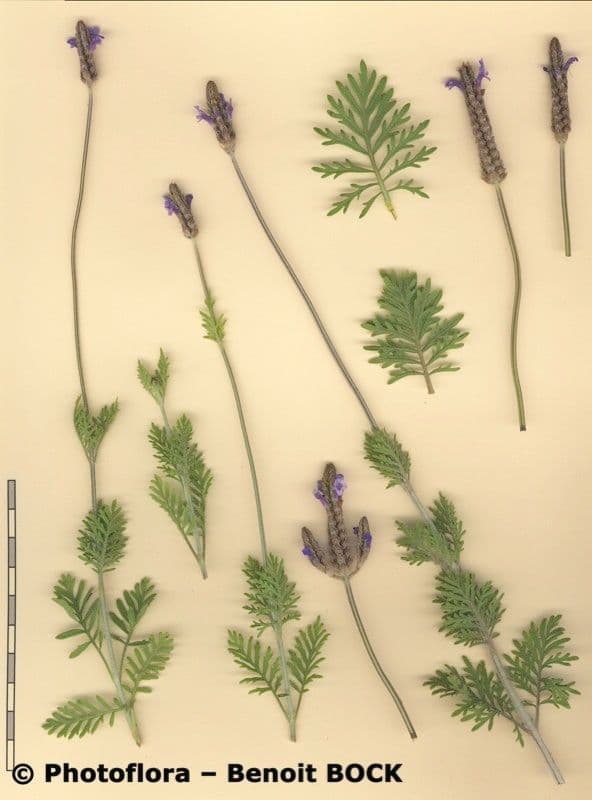 Lavanda multifida 22