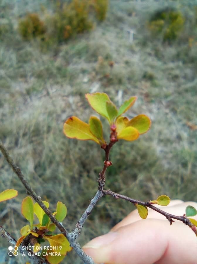 Spirea ipericifolia 11