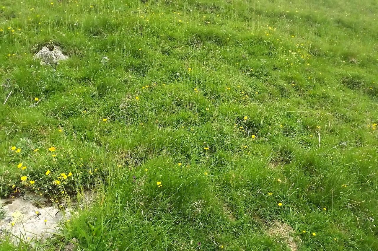 Vesce des Pyrénées 13
