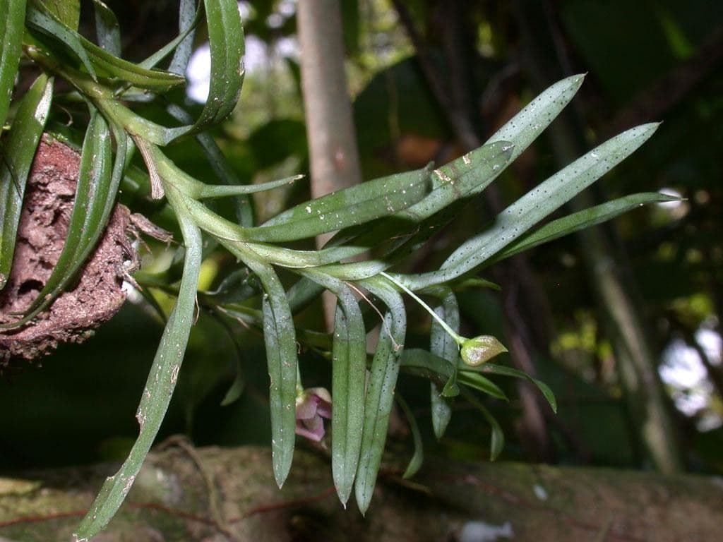 Dichaea 12