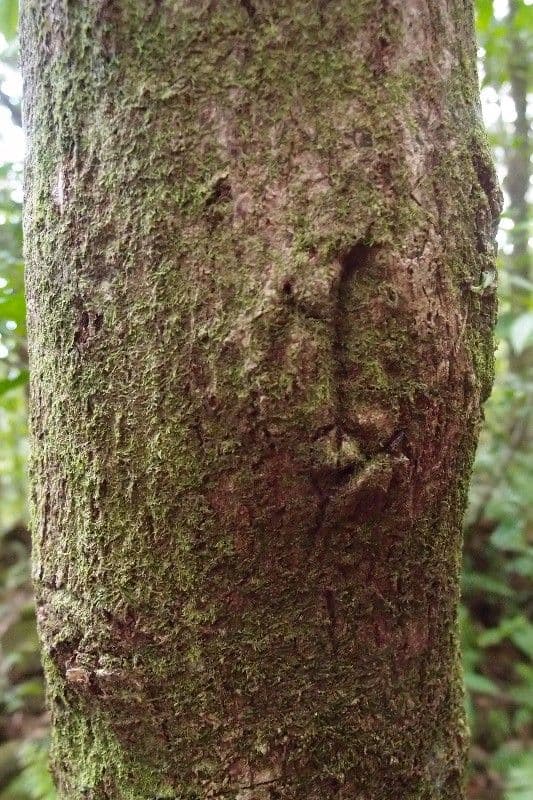 Mimusops balata 20
