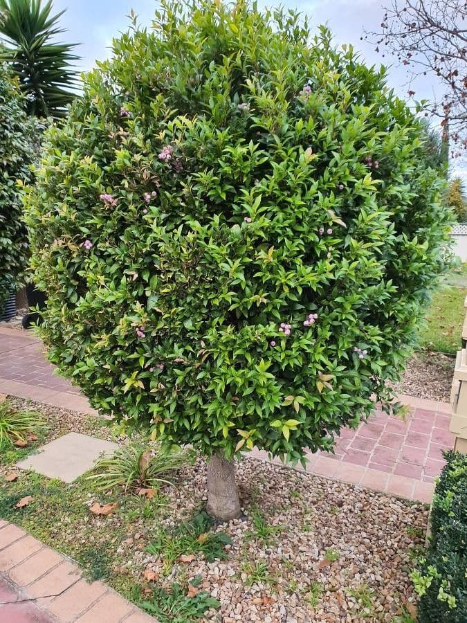 Syzygium 12