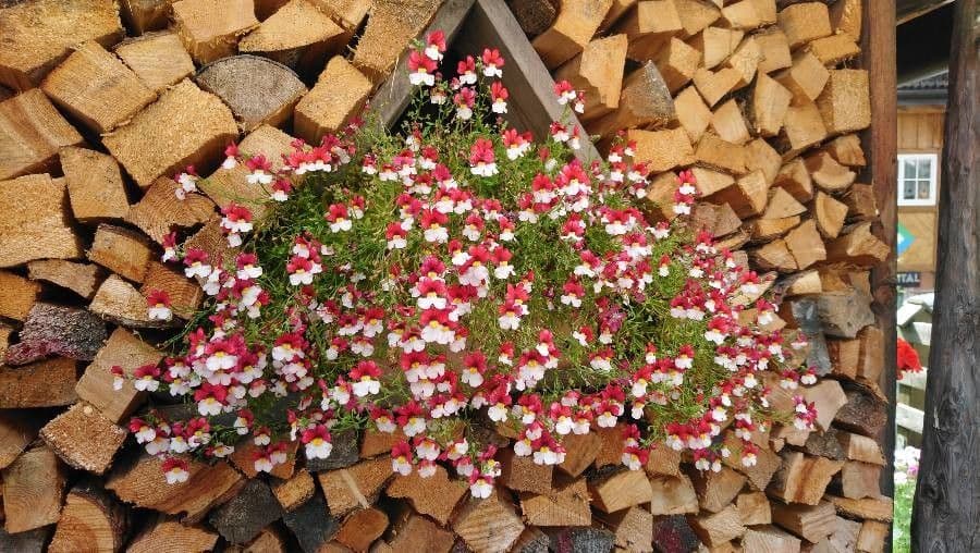Nemesia 9