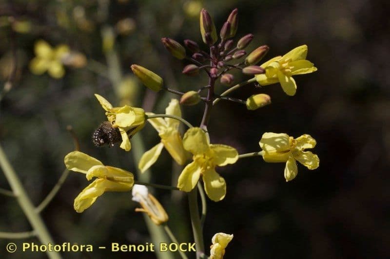 Bergkohl 25