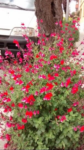 Salvia a foglie piccole 10