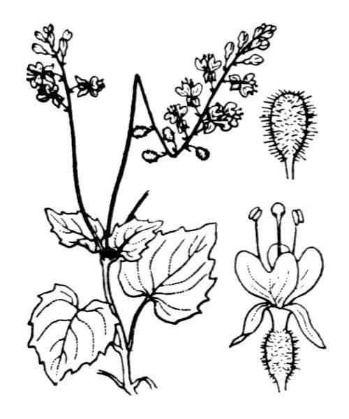 Alpen-Hexenkraut 21