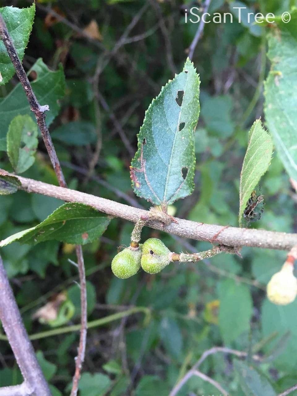 Grewia caffra