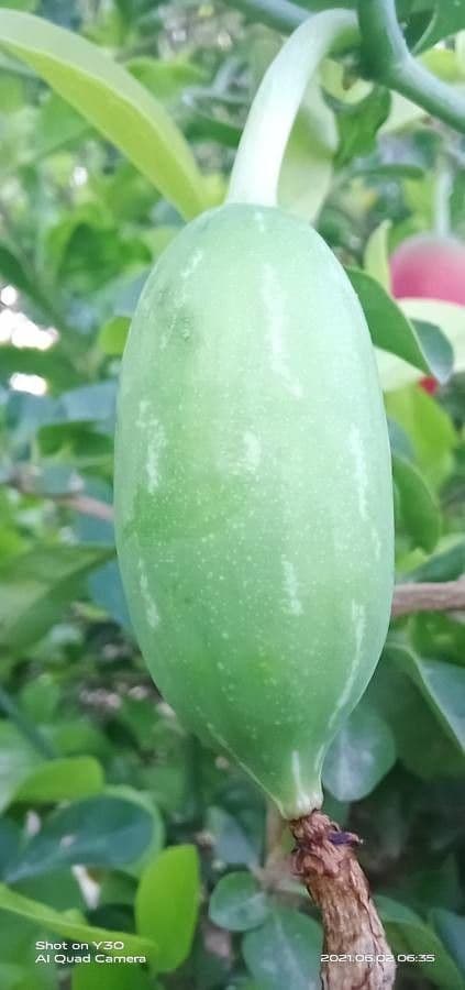 Melón escarlata 19