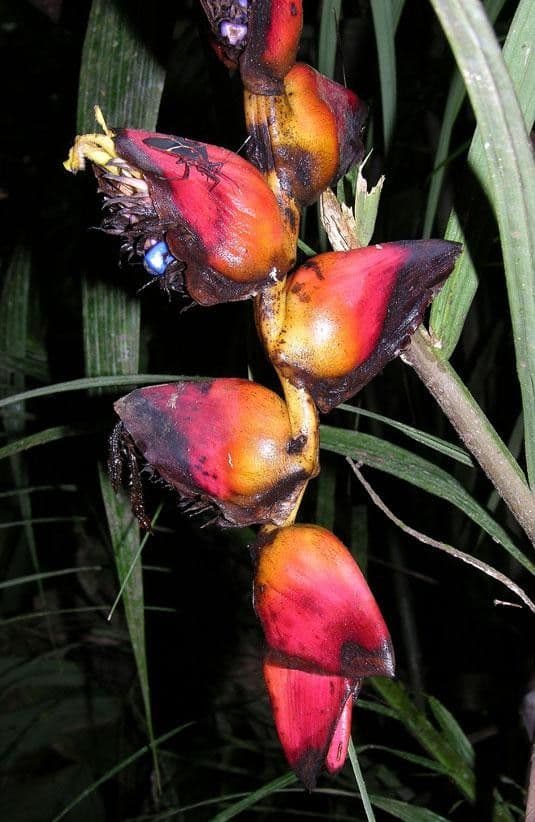 Helikonia brodata 5