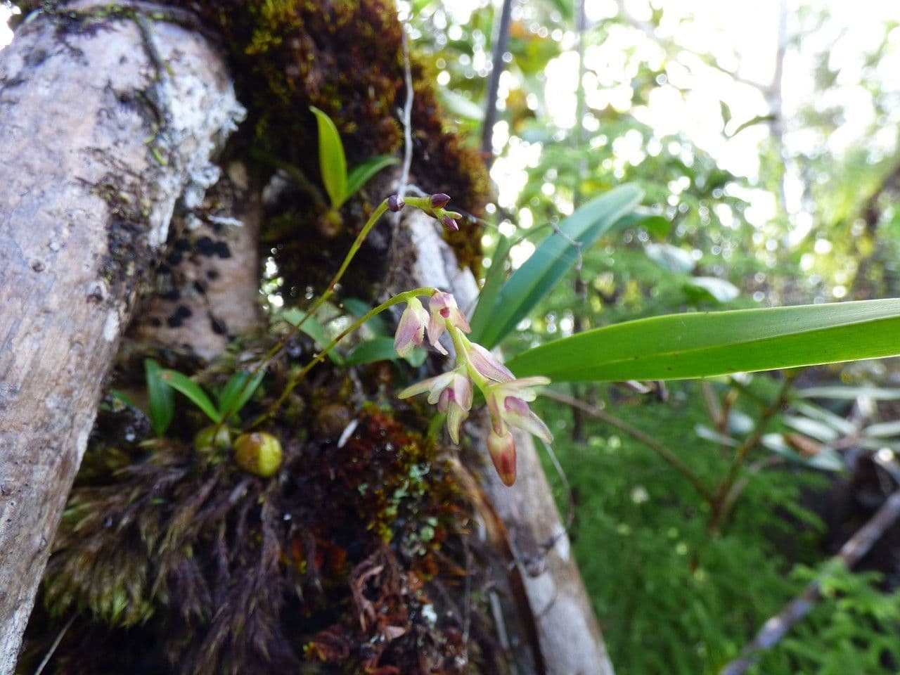 Bulbophyllum 2