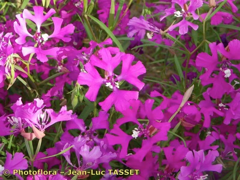 Schöne Clarkia 6
