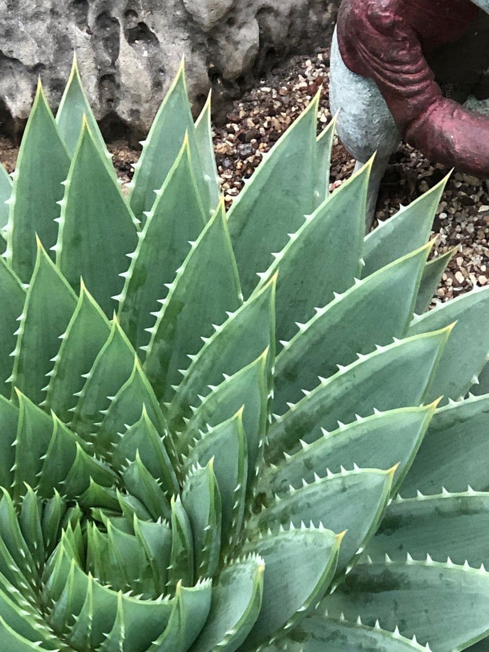 Aloe a spirale 12