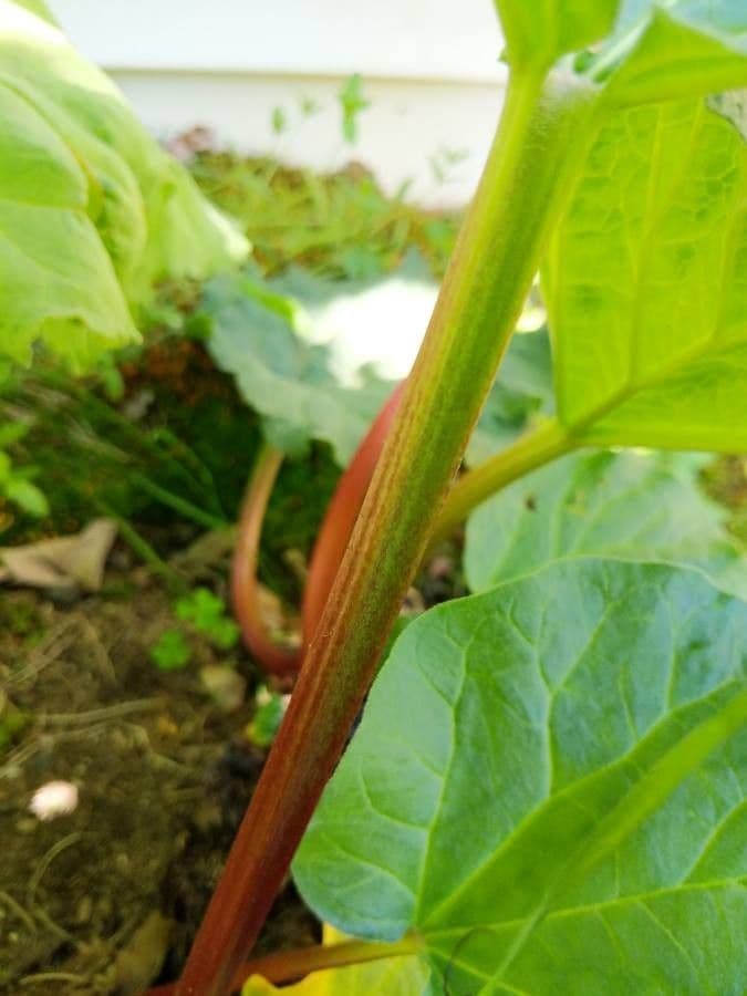 Rabarbaro da giardino 24
