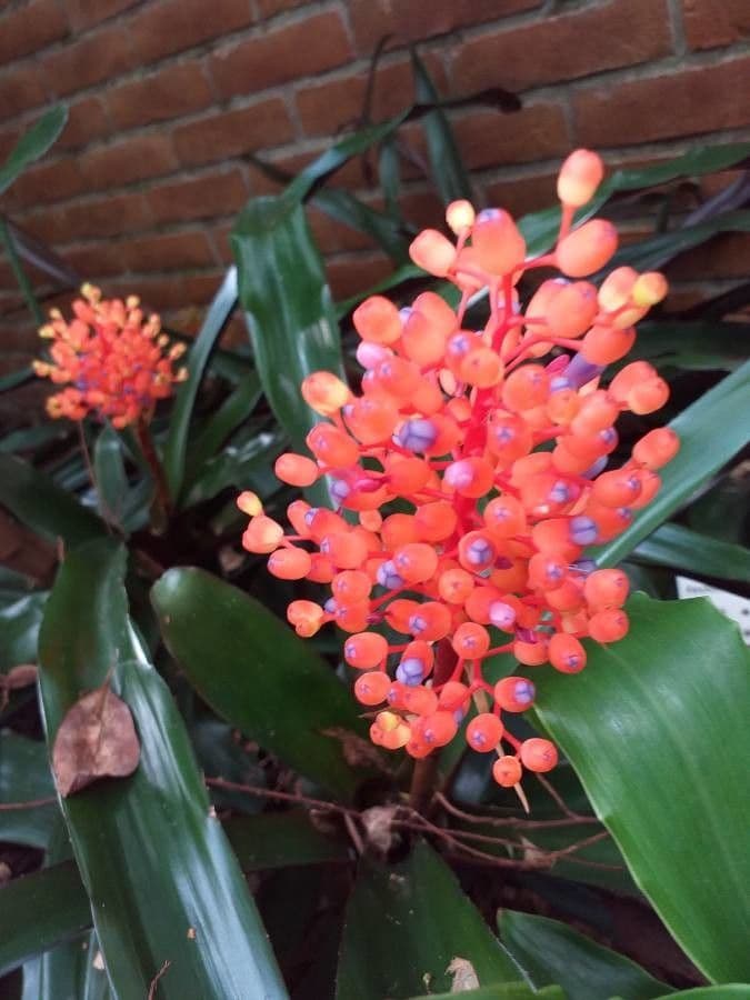 Aechmea