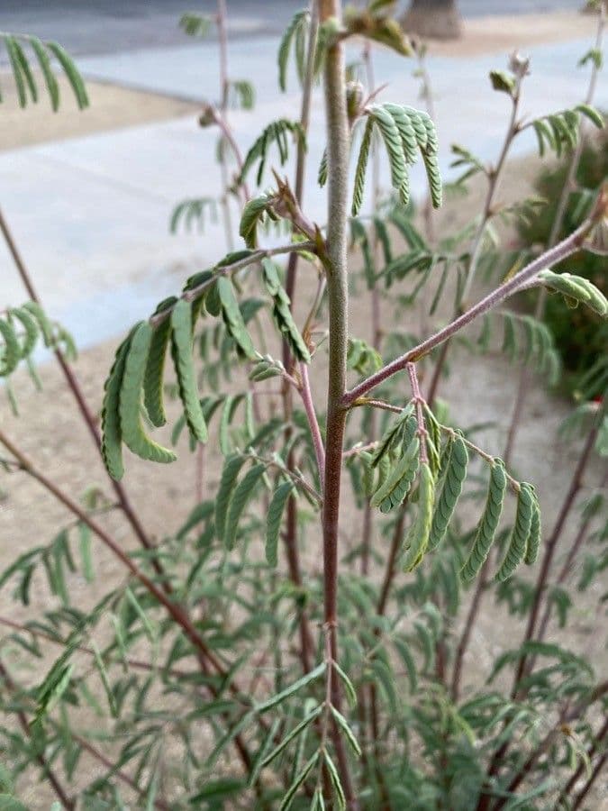 Desmanthus 5
