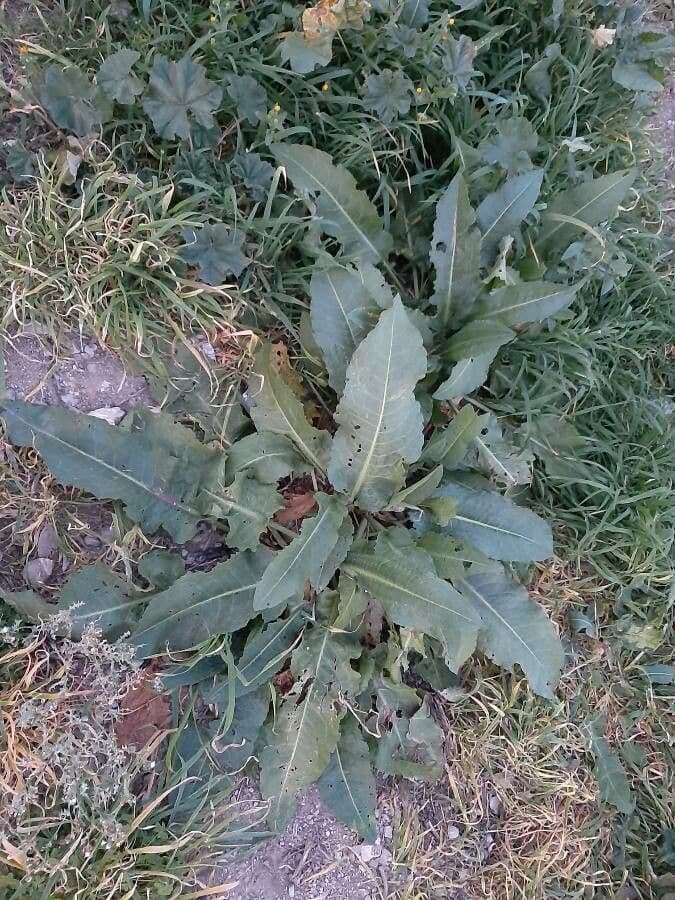 B turnaj 14