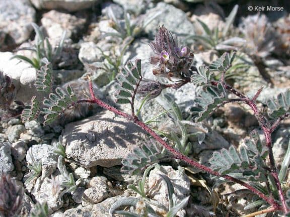 Dalea mollis 7