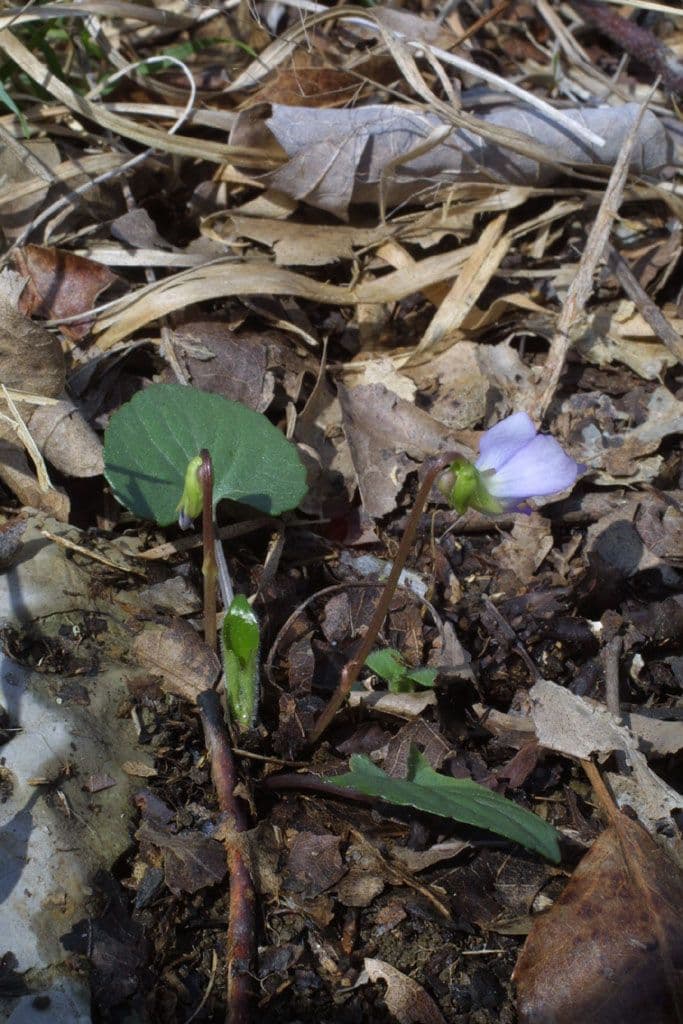 Viola 4