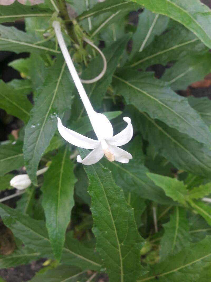 Hippobroma longiflora 21