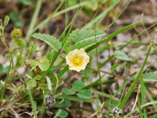 Sida spinosa 9