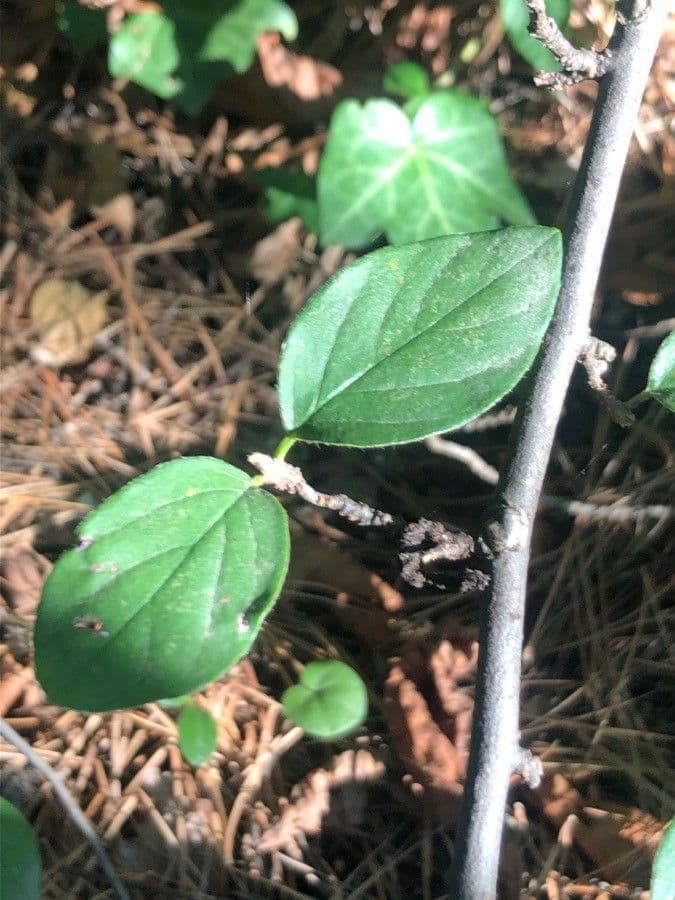 Cotoneaster 9