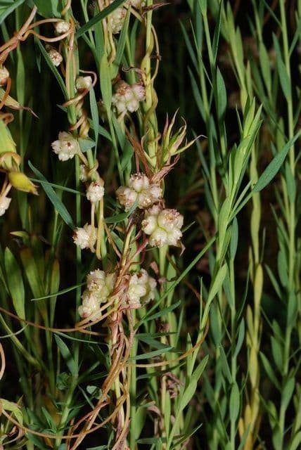 Cuscuta del lino 9