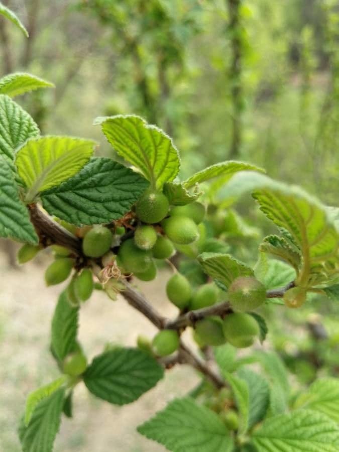 Prunus tomentosa 26
