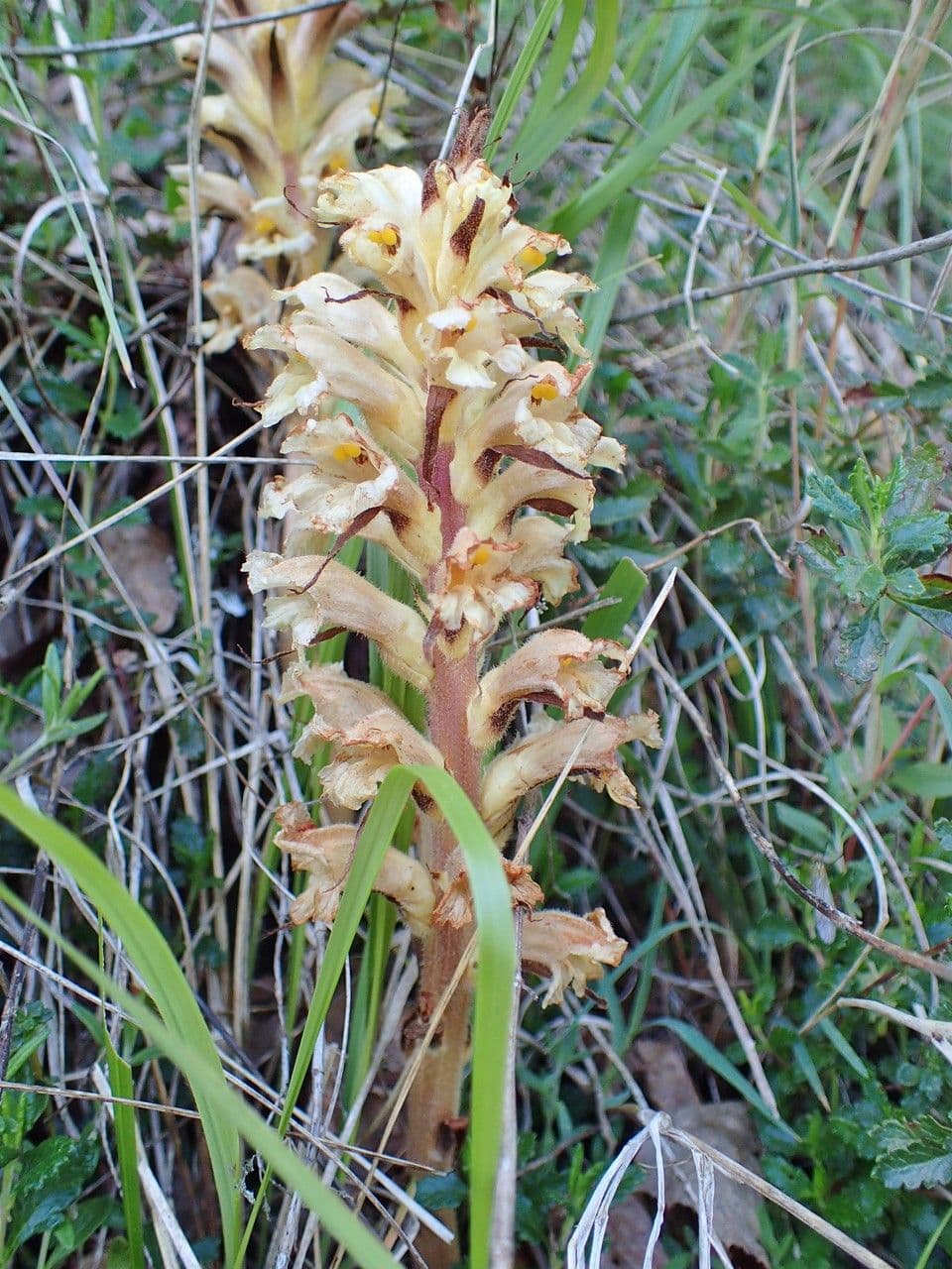 Orobanche gialla 12