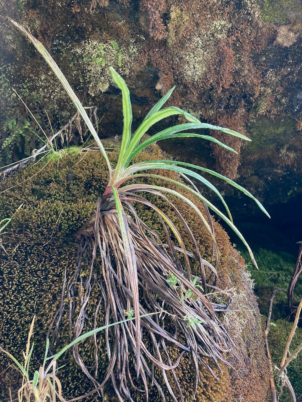Senecio 9