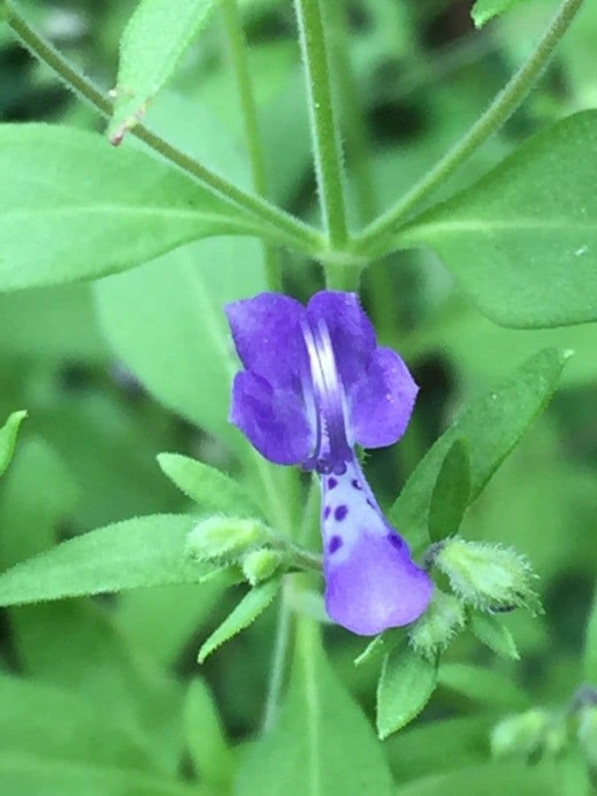 Trichostema Dichotomum 7