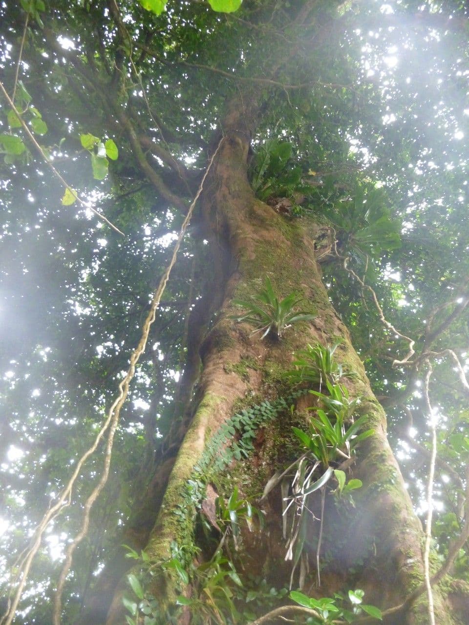 Sideroxylon 7