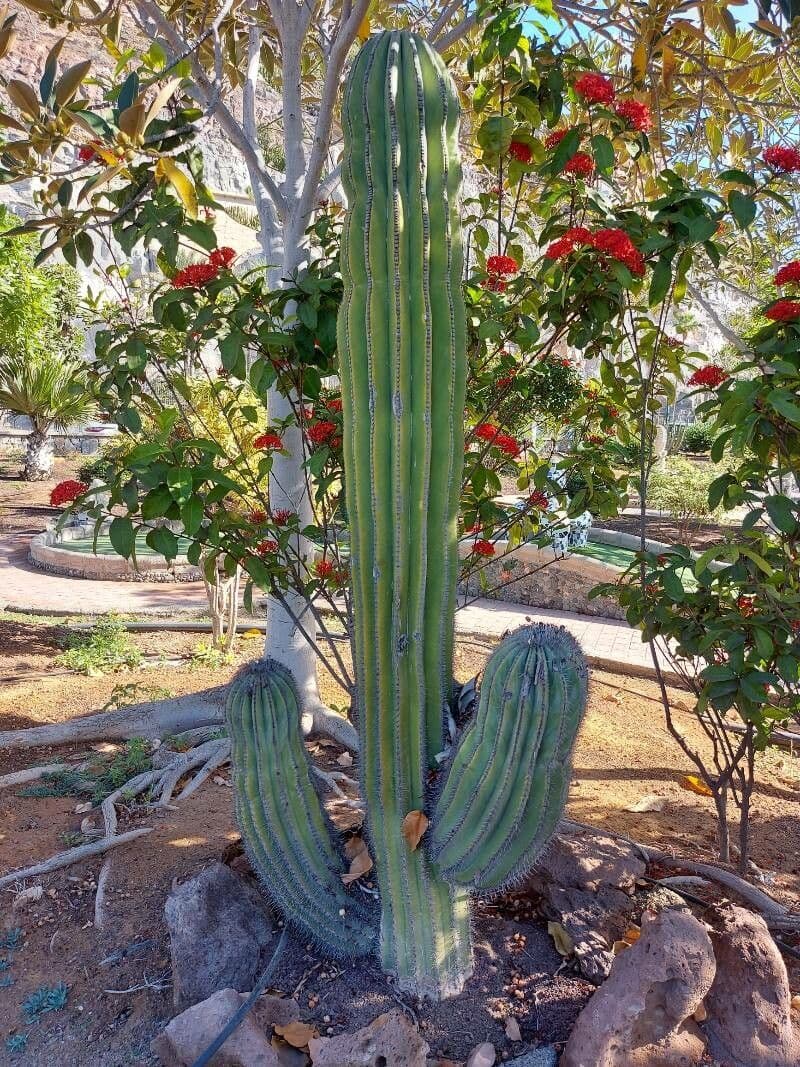 Cardón 8