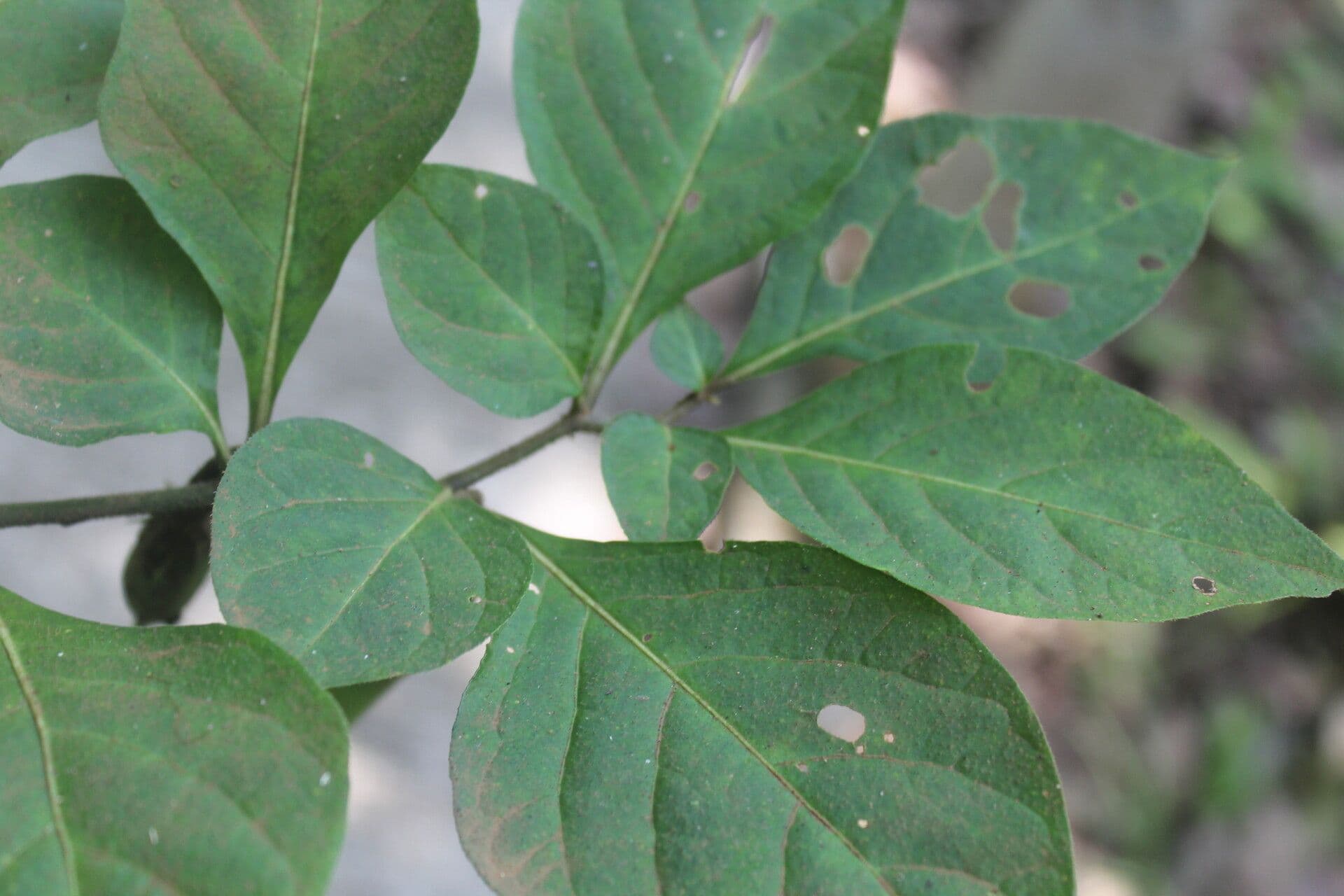 Lycianthes 7