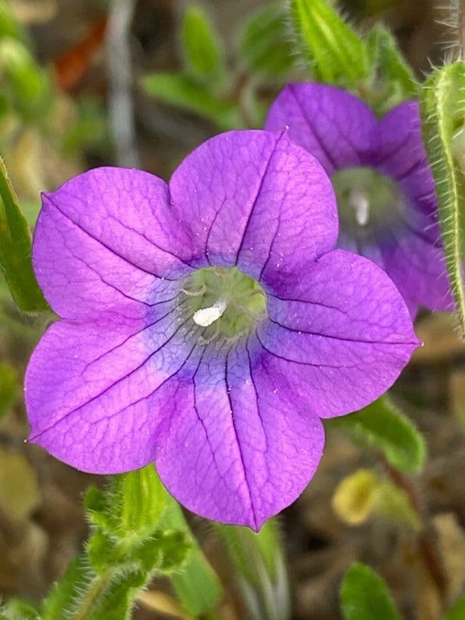 Campanula dichotomous 4