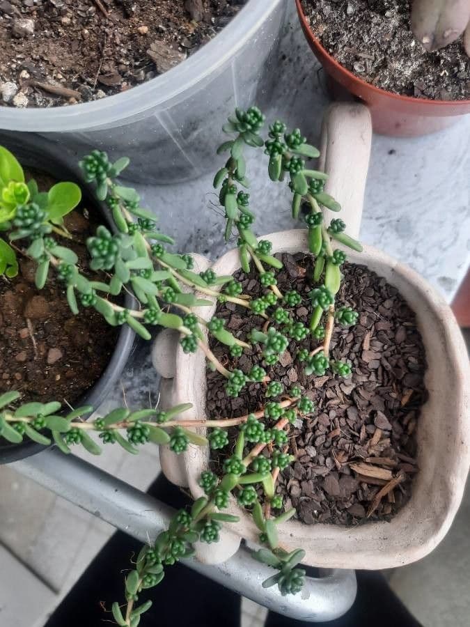 Sedum 6