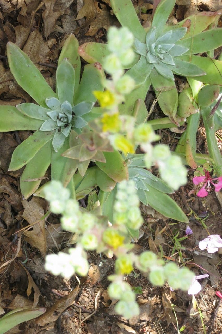 Dudleya costera 5