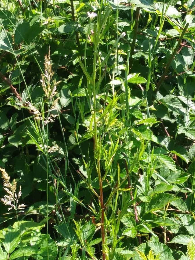 Garofanino quadrangolare 26