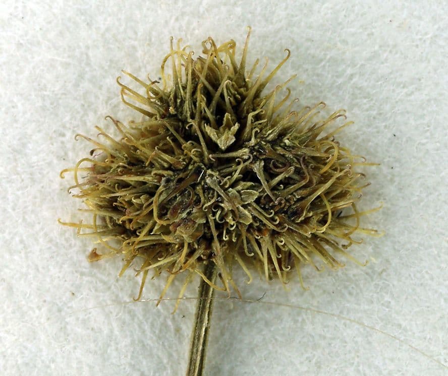 Sanicula