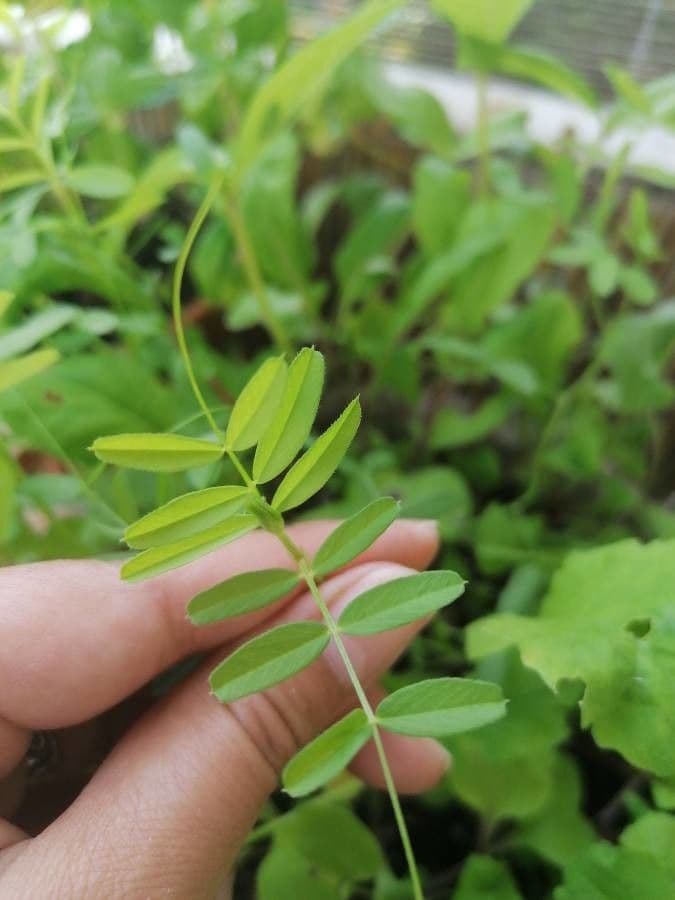 Soczewica jadalna 20