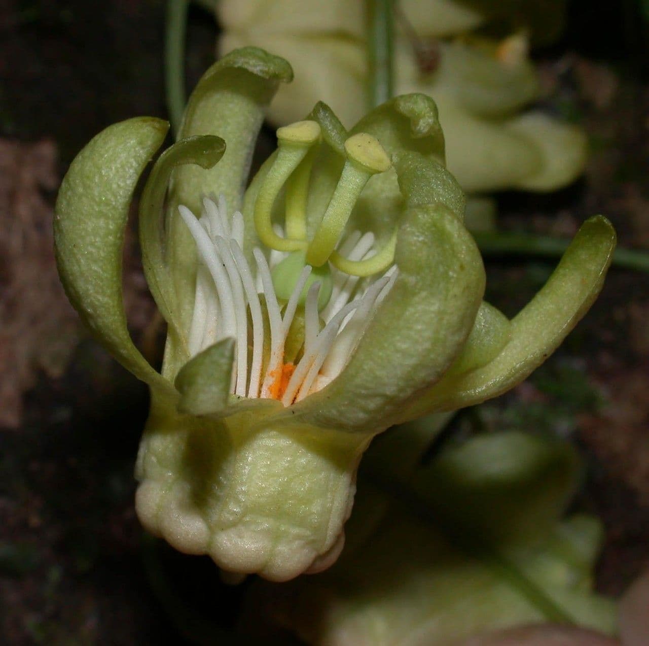 Passiflora 8