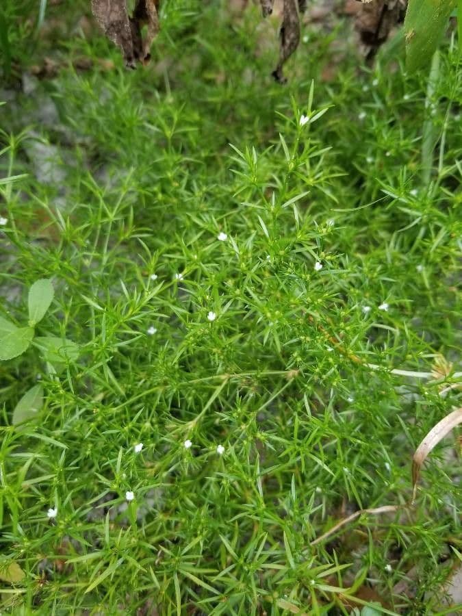 Polypremum procumbens 13