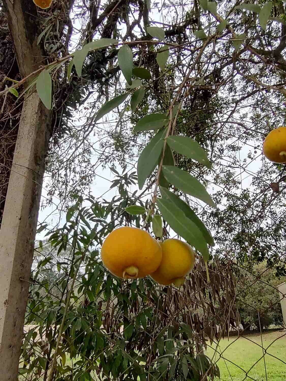 Eugenia 3